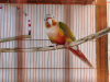Pineapple Conure (Male)